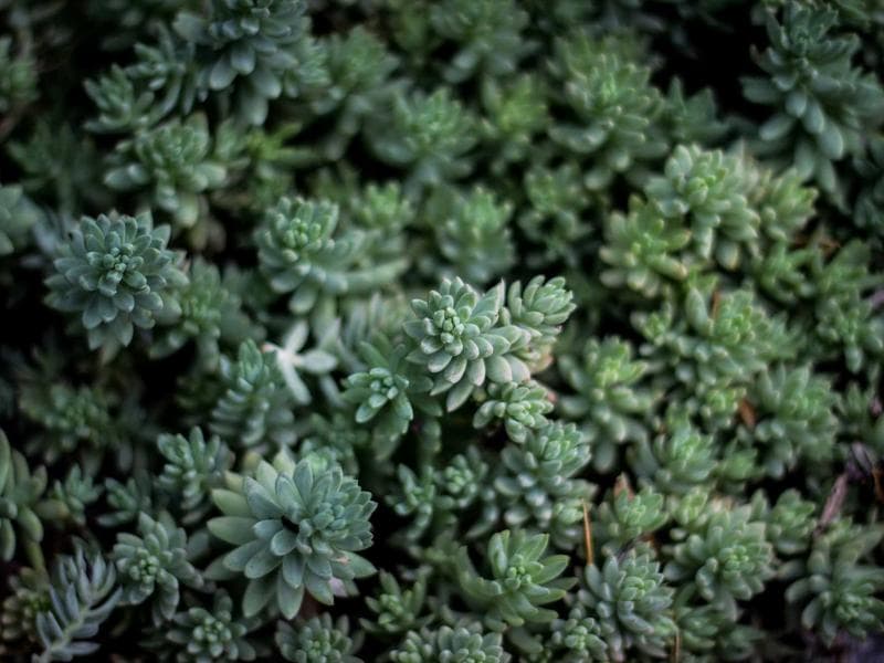 Drive Organic Growth with Wandering Webmaster's SEO Services