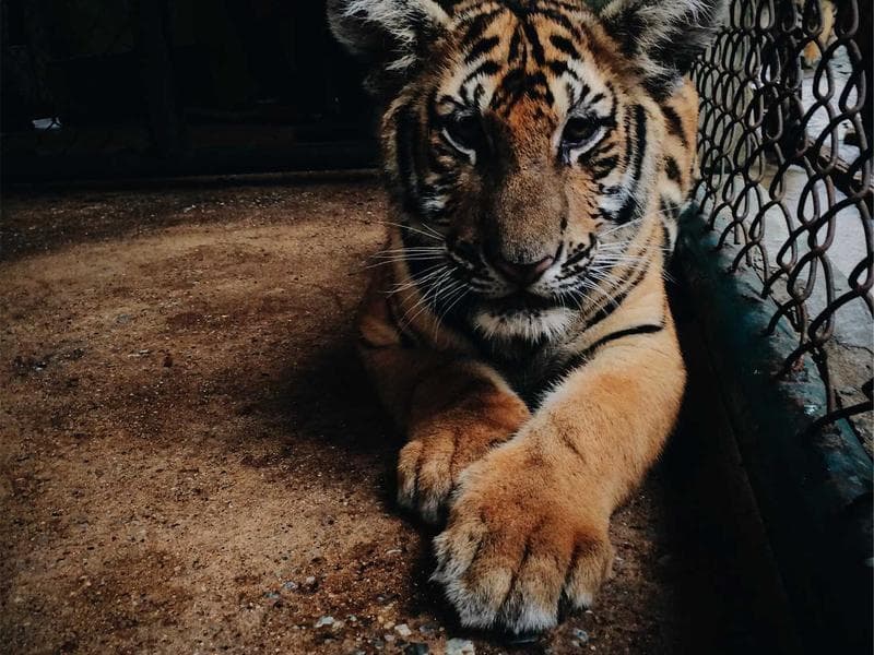 Cover illustration for How We Handle Website Maintenance Differently at Wandering Webmaster